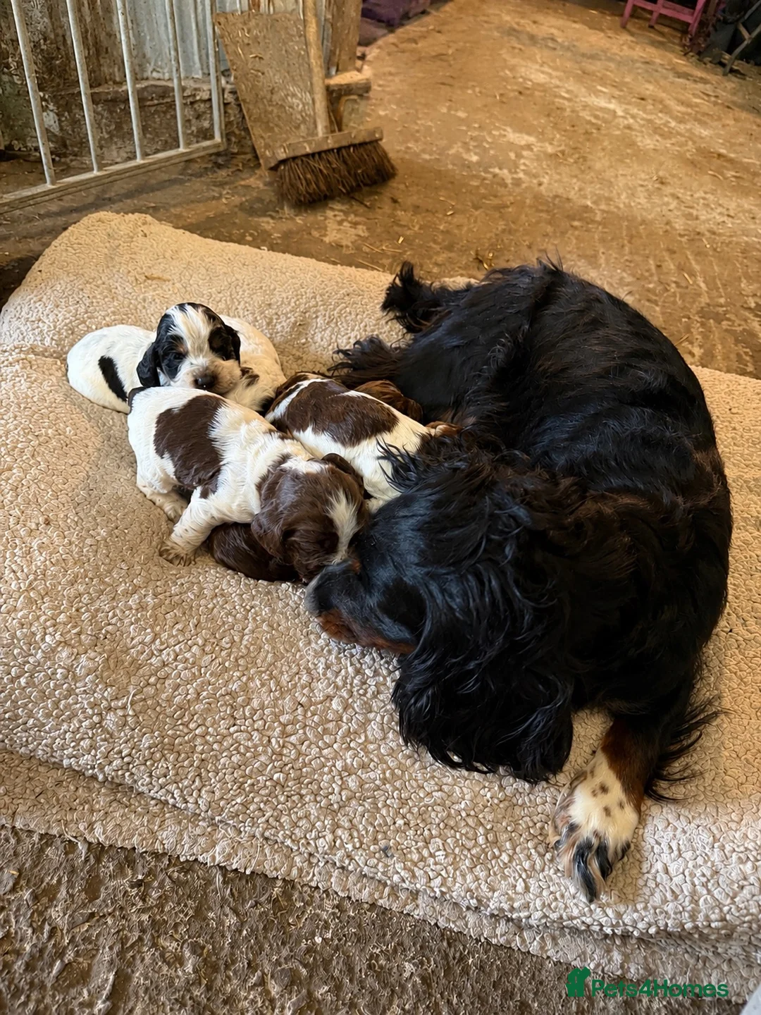 Cocker Spaniel dogs for sale: Cocker spaniel puppies  - Advert 8
