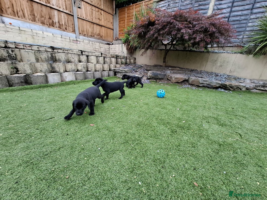 Labrador Retriever dogs for sale: Labrador Puppies - Image 4
