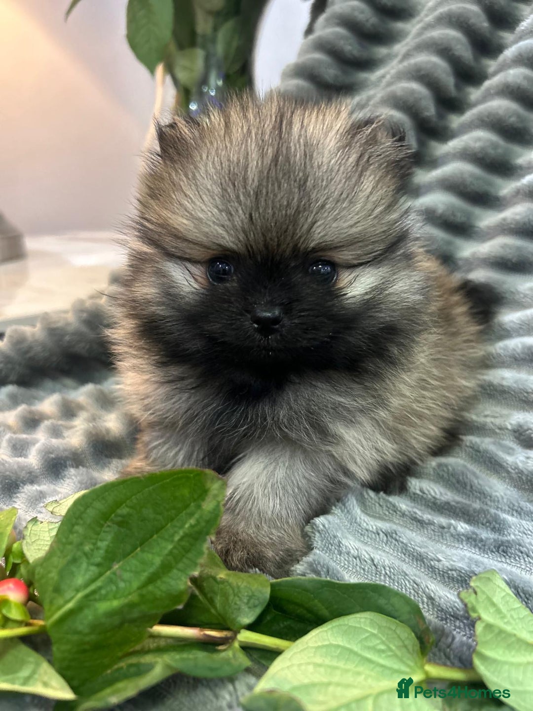 Pomeranian dogs for sale: Show quality tiny beautiful show stopper poms 💙🩷 - Advert 9