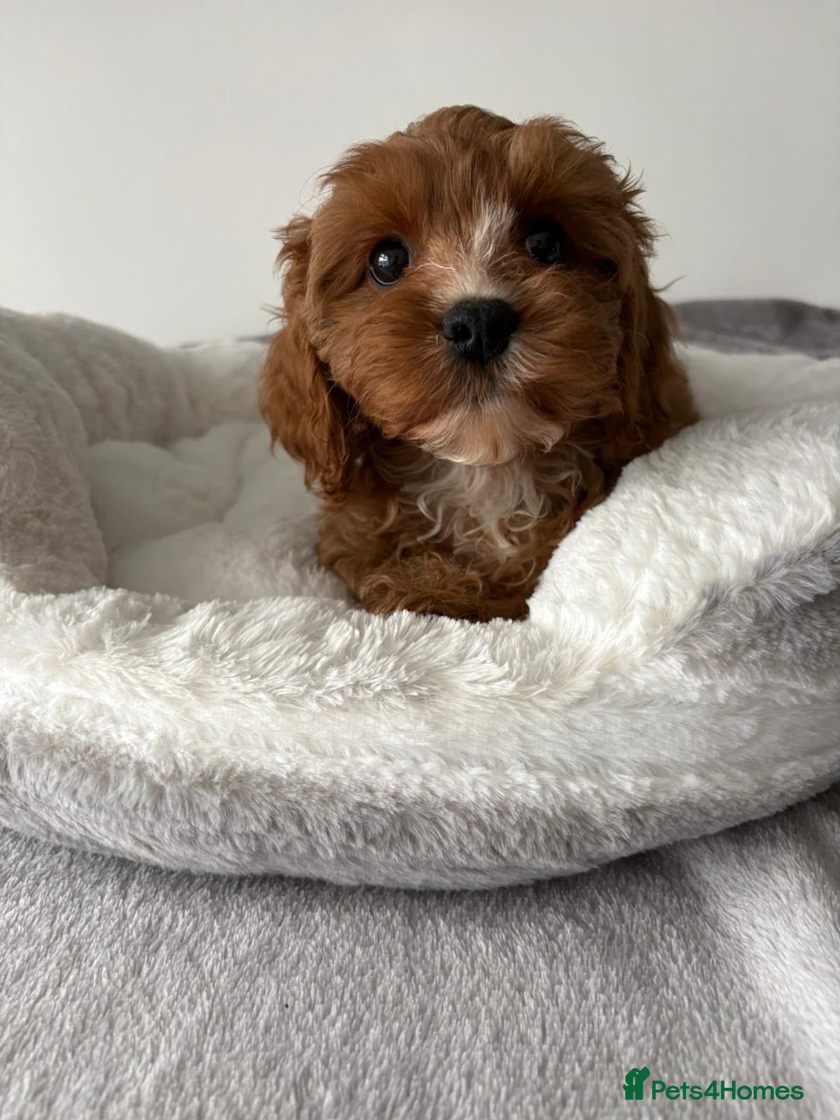 Cavapoo dogs Health Tested Cavapoo Puppies - Advert 1