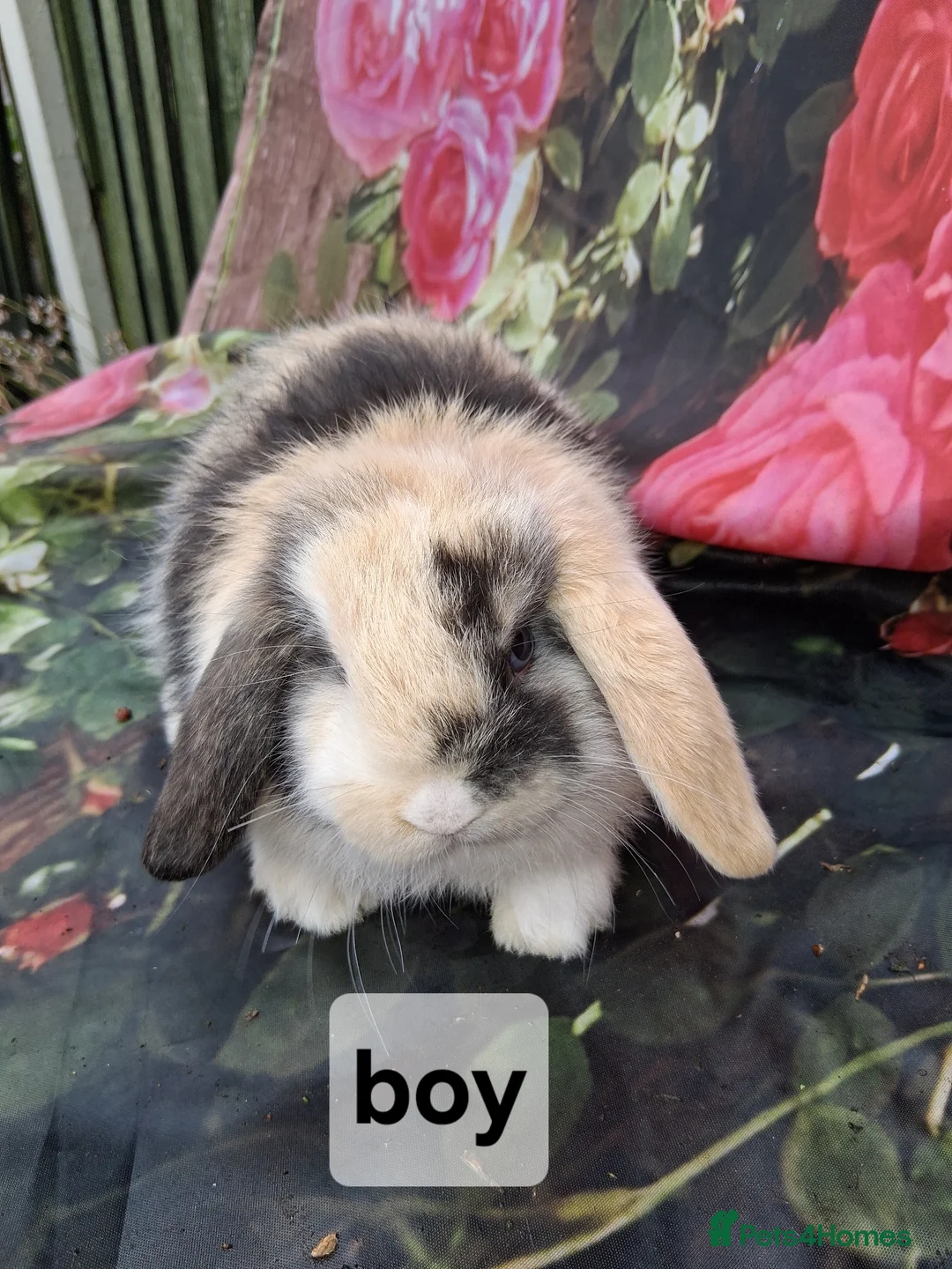 Mini Lop rabbits for sale: Mini lop babies - Advert 2