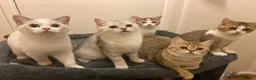 British Shorthair cats for sale: Full Pedigree Kittens available  - Advert 14