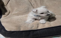 West Highland Terrier dogs for sale: Gorgeous pedigree westies, excellent bloodlines - Image 13