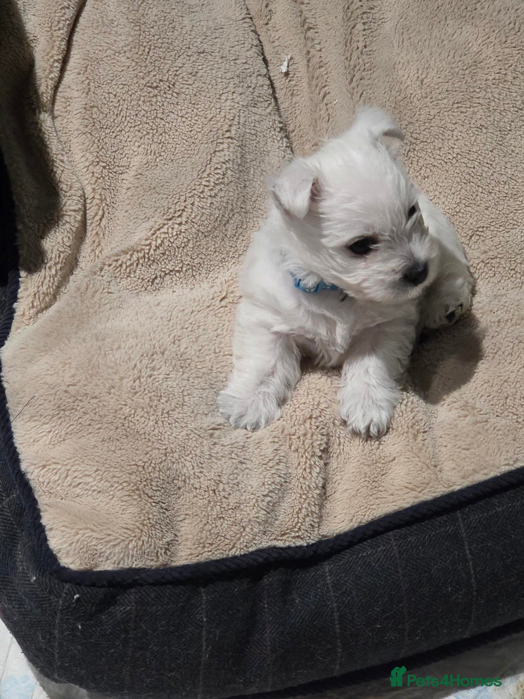 West Highland Terrier dogs for sale: Gorgeous pedigree westies, excellent bloodlines - Image 13