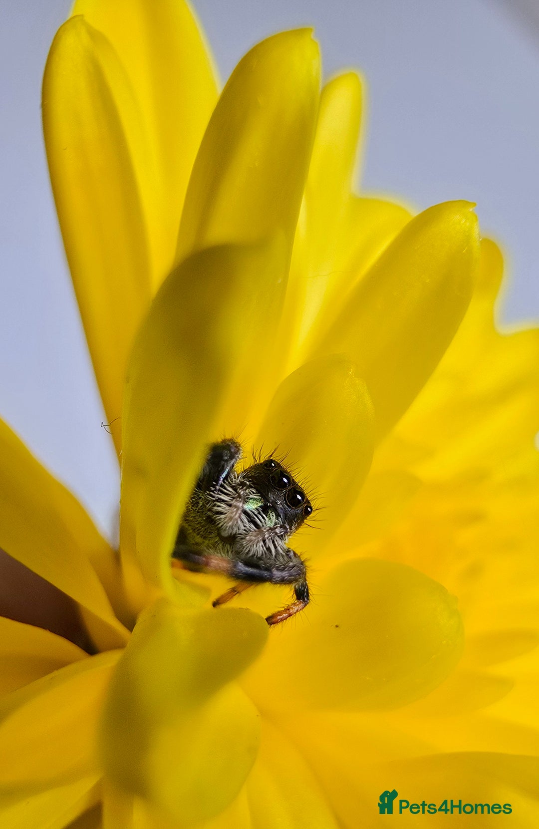 Spiders invertebrates for sale: Phidippus regius Apalachicola  - Image 7