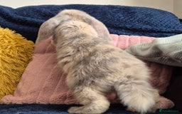 French Lop rabbits for sale: Frenchlops  - Image 3
