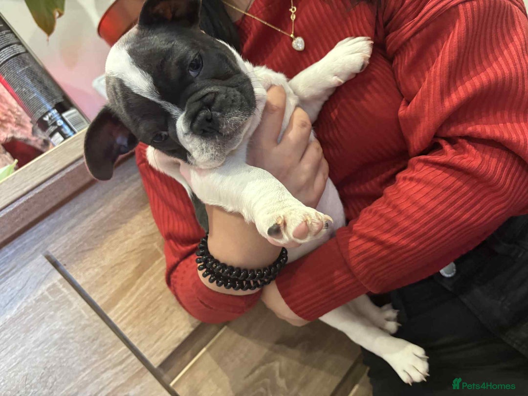 French Bulldog dogs for sale: Kropek - Image 7
