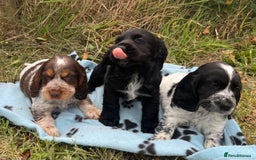 Cocker Spaniel dogs for sale: Stunning show type cocker spaniel puppies  - Image 3