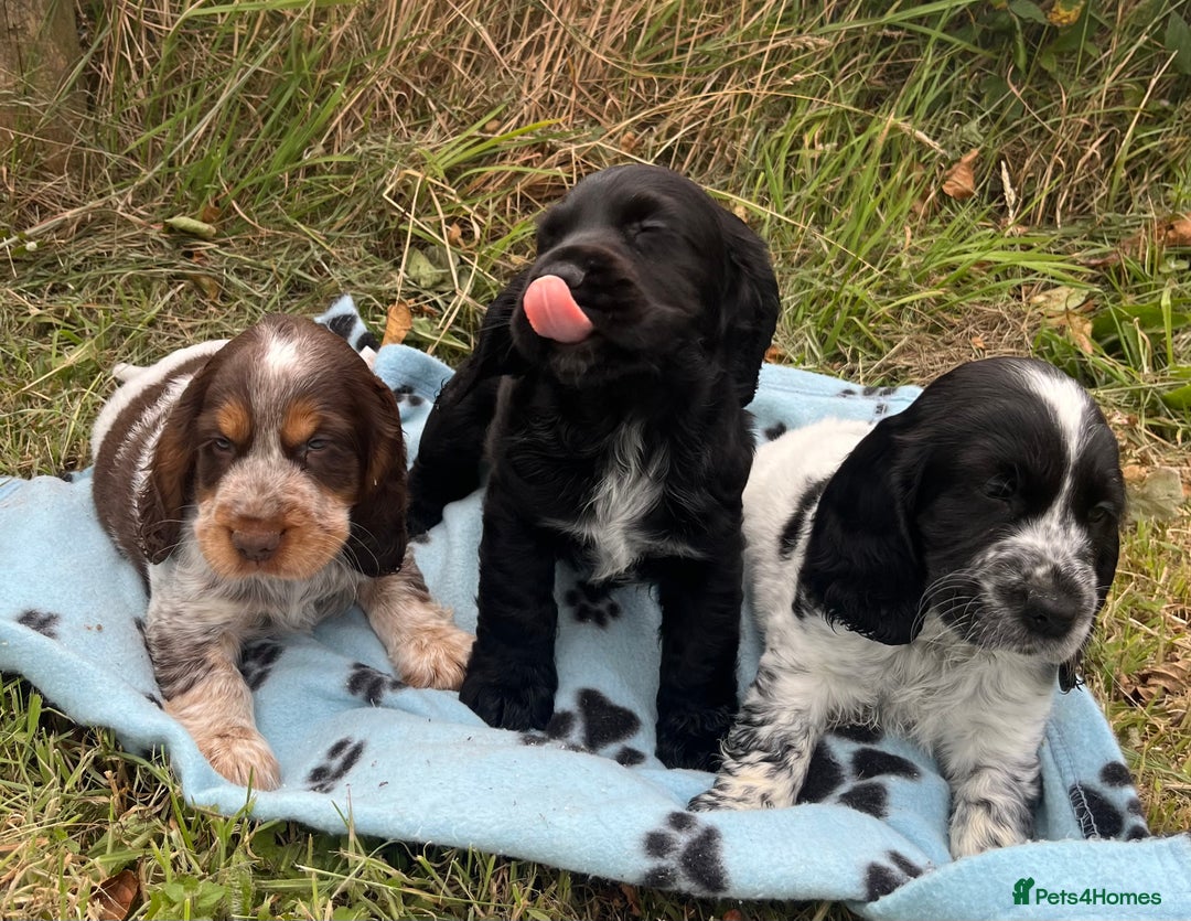 Cocker Spaniel dogs for sale: Stunning show type cocker spaniel puppies  - Image 3