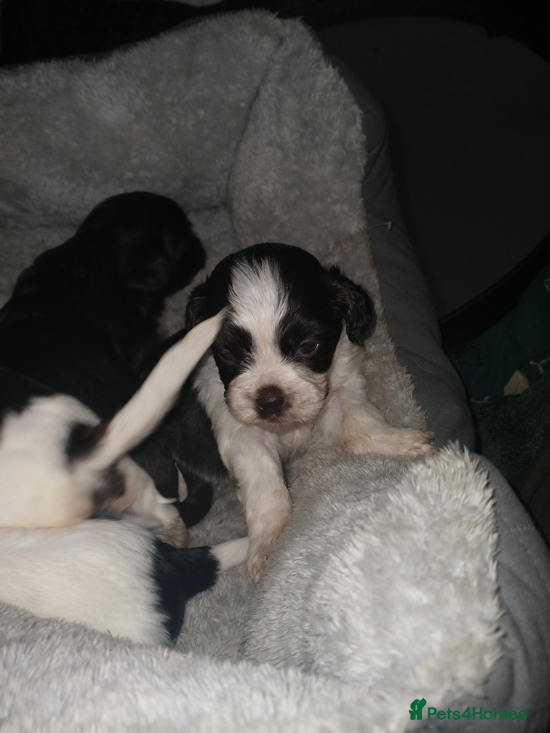 Mixed Breed dogs for sale: Cocker-zu  - Advert 8