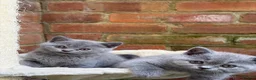British Shorthair cats for sale: SOLD Only one Purebred Britishshorthair girls  - Advert 5