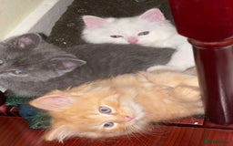 Ragdoll cats for sale: Beautiful RAGDOLL kittens - white ginger and grey - Advert 5