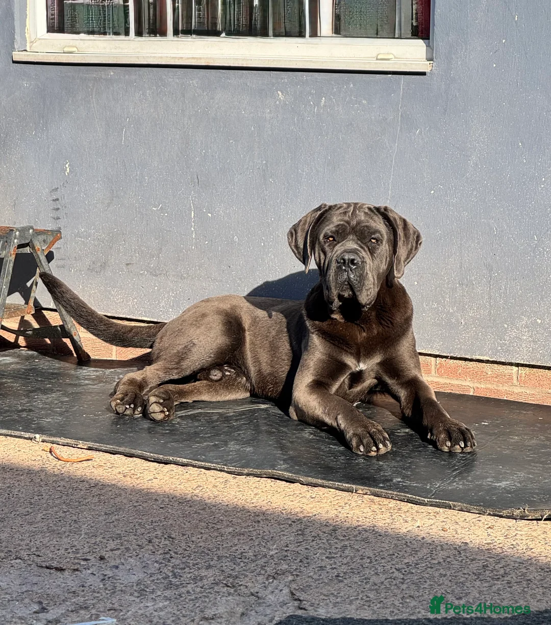 Cane Corso dogs for stud: Health tested Blue cane corso stud  in Carlisle - Advert 11