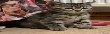 British Shorthair 2