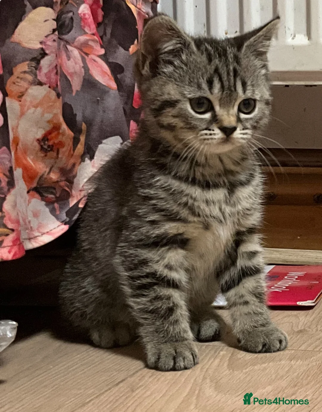 British Shorthair cats for sale: Rare BSH kitten - Advert 13