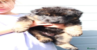 German Shepherd dogs - Advert 3