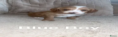 Cockapoo 2
