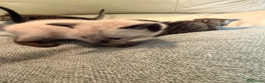 Siamese 2