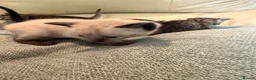 Siamese cats for sale: Siamese X  - Advert 5