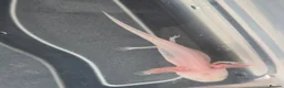 Axolotl reptiles for sale: Juvenile axolotls - axanthic and albino axanthic  - Advert 9