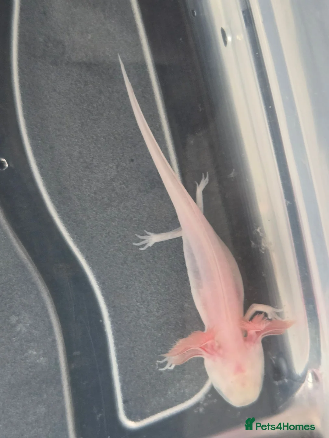 Axolotl reptiles for sale: Juvenile axolotls - axanthic and albino axanthic  - Advert 9
