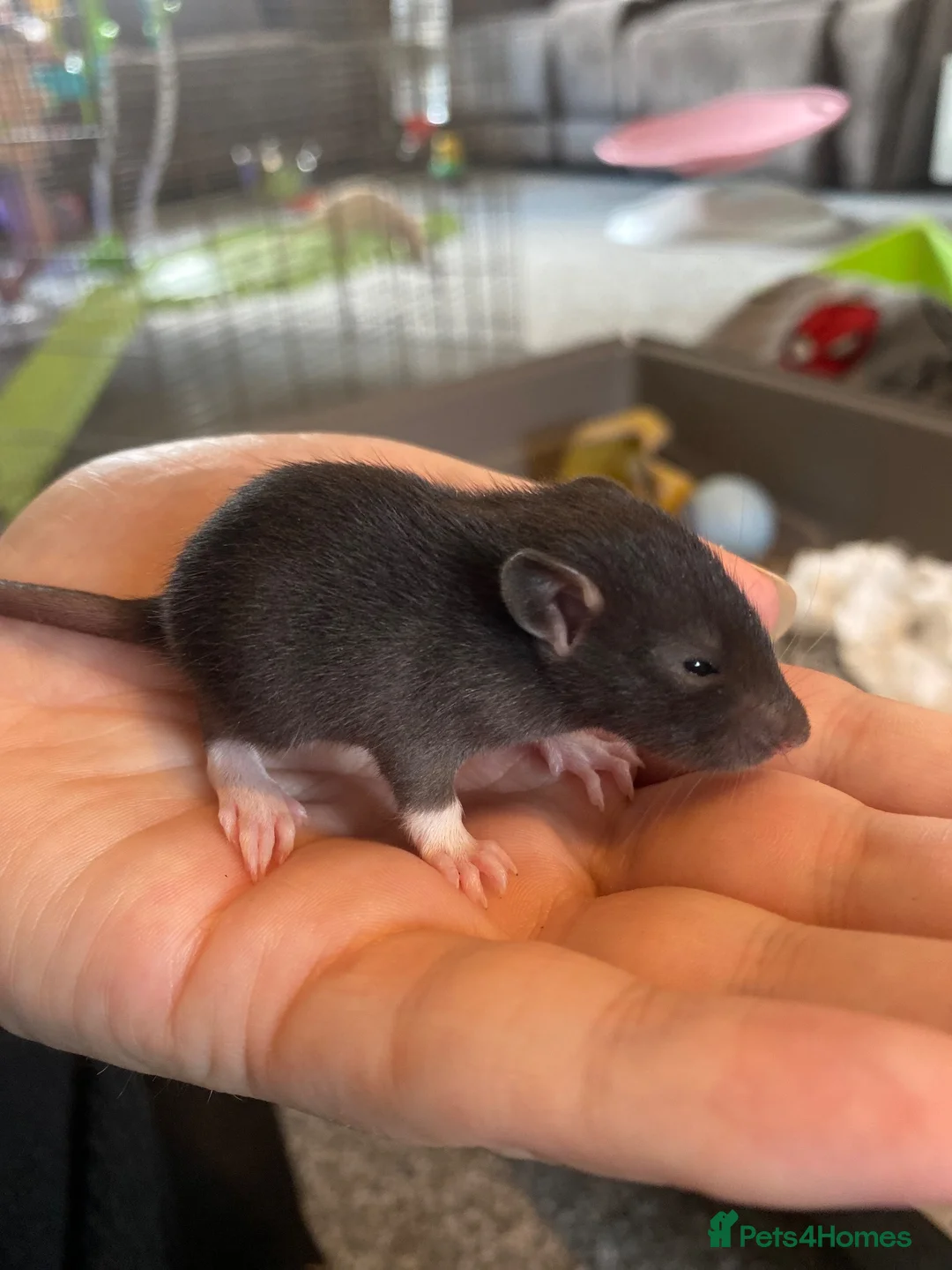 Rat rodents for sale: Baby dumbo rats for sale  - Advert 1