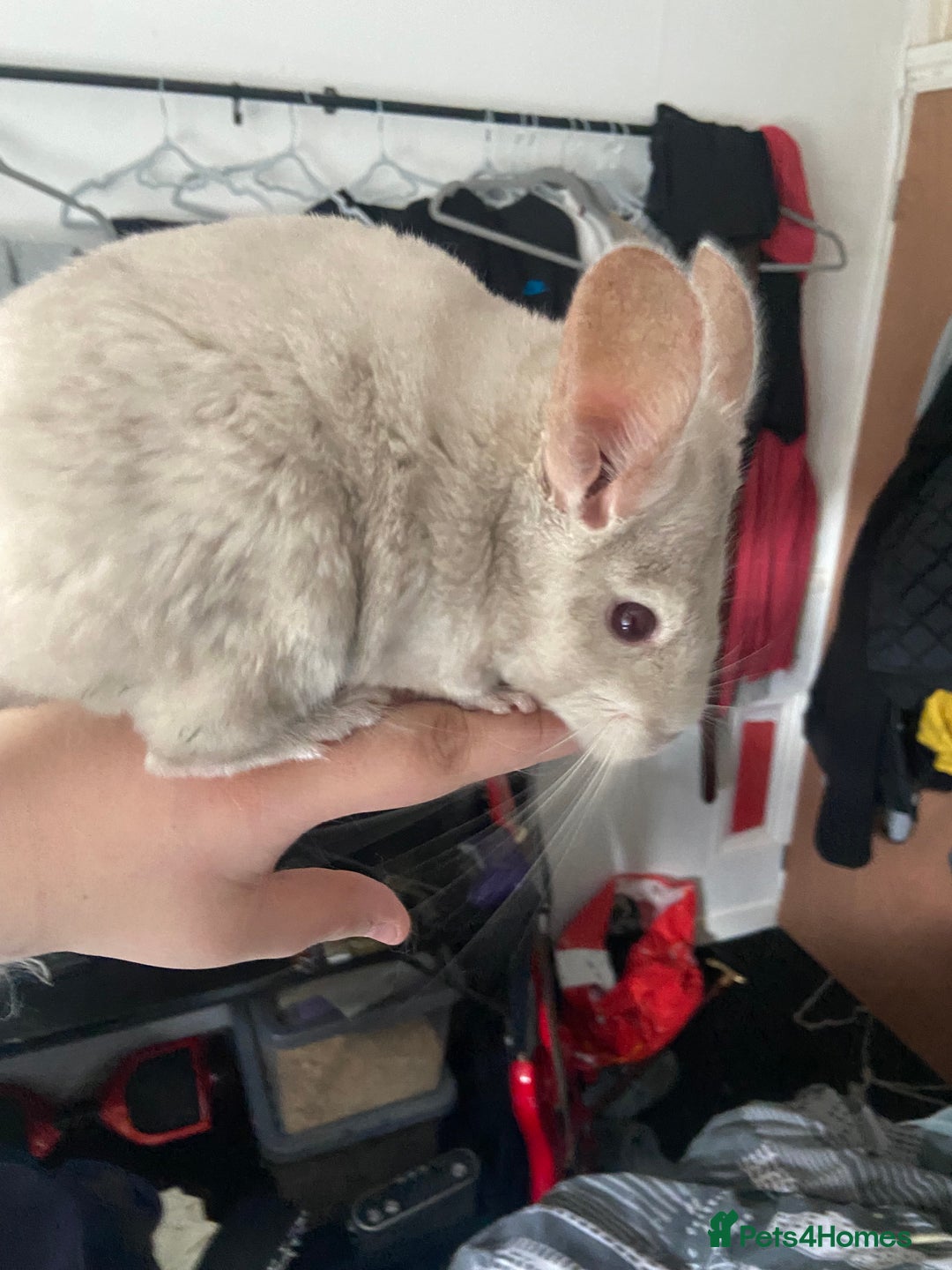 Chinchilla rodents for sale: Chinchillas for sale  - Image 7