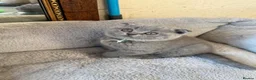 Scottish Fold cats for sale: 7 Scottish fold 😍beautiful  healthy kittens - Advert 11