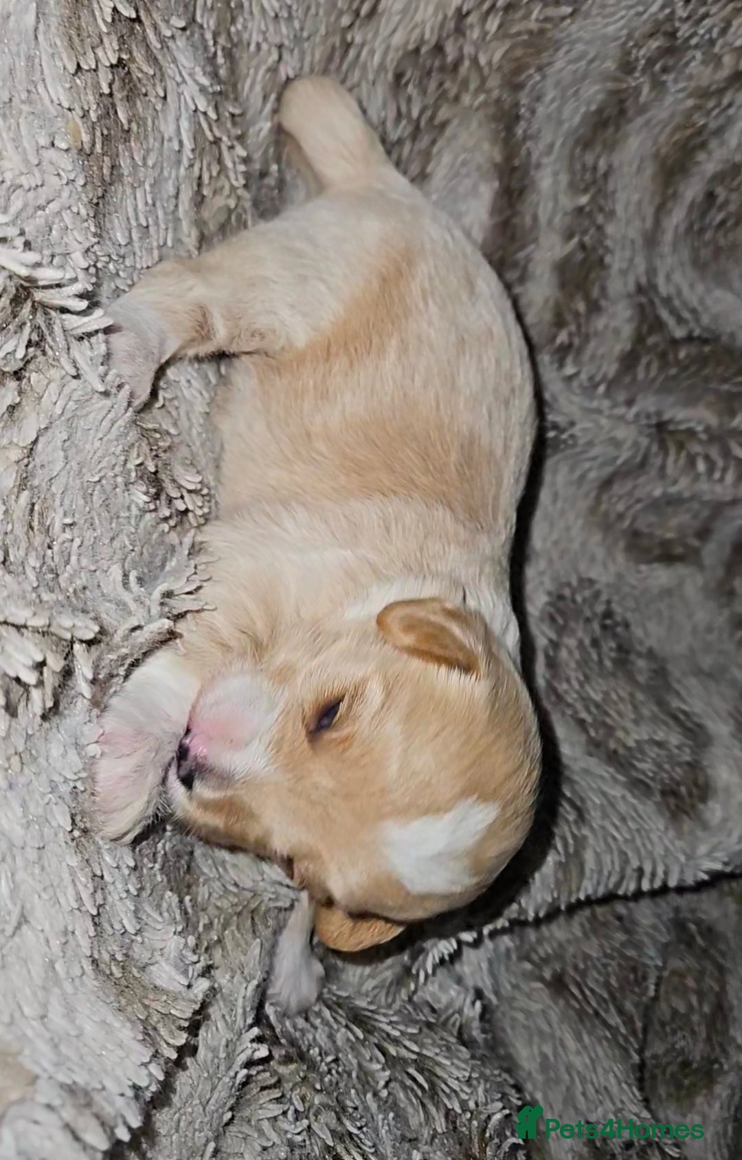 Mixed Breed dogs for sale: Beautiful Stunning Westiepoo Puppies - Advert 7