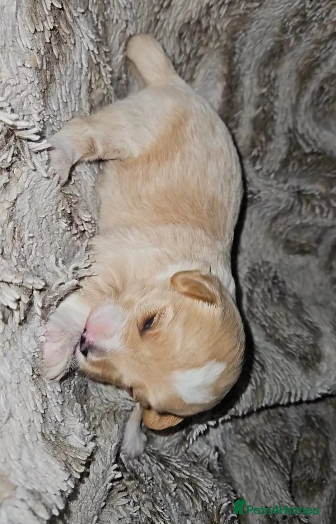 Mixed Breed dogs for sale: Beautiful Stunning Westiepoo Puppies - Advert 12