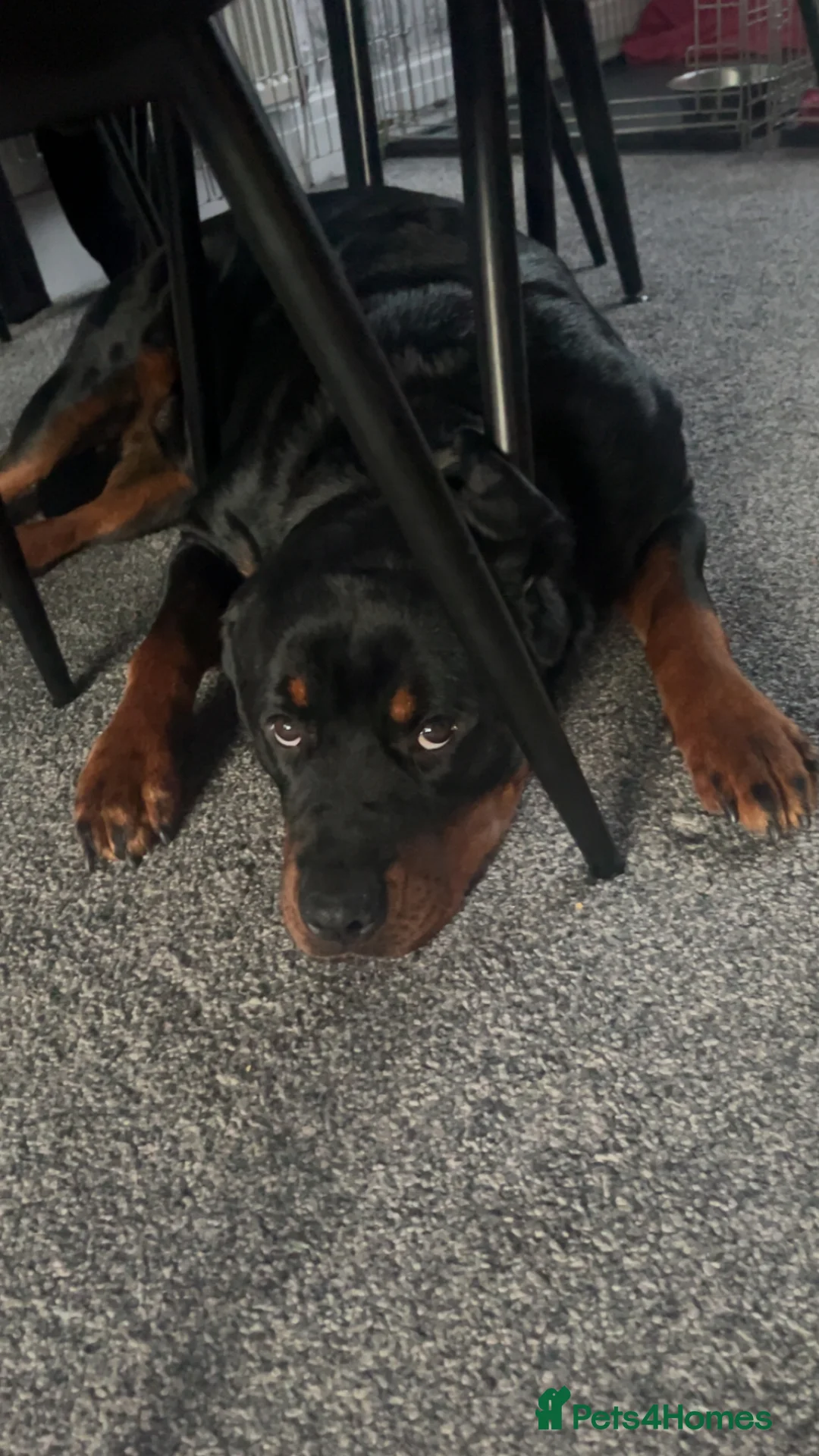 Rottweiler dogs for sale: Female Rottweiler  - Advert 3