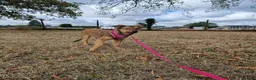 Mixed Breed dogs for adoption: Muffin  in Milton Keynes - Advert 4