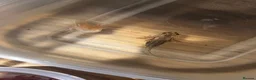 Axolotl reptiles for sale: Axolotl  in Minehead - Advert 5