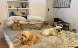 French Bulldog dogs for sale: French Bulldog for FREE - Image 2
