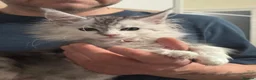 Maine Coon cats for sale: Gorgeous Maine Coon Kittens with GCCF Pedigree  - Advert 14