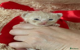 Ragdoll cats for sale: Gorgeous Ragdoll X Kittens - Solid Colours - Image 4