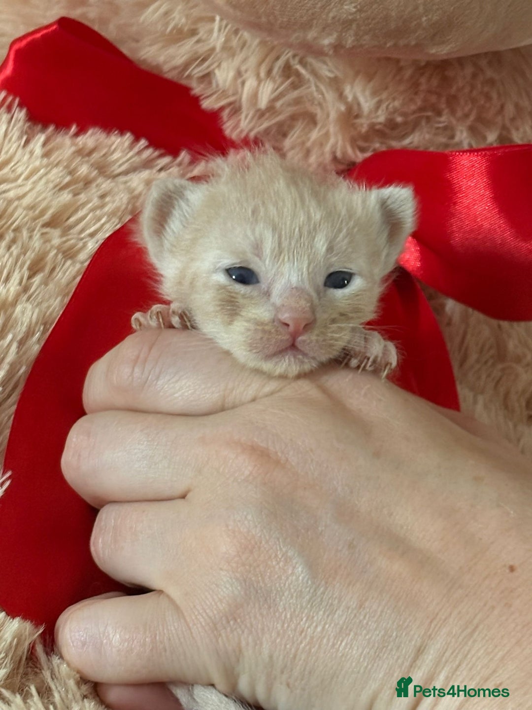 Ragdoll cats for sale: Gorgeous Ragdoll X Kittens - Solid Colours - Image 4
