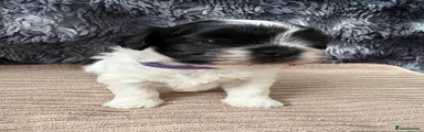 Lhasa Apso Puppy 6