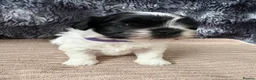 Lhasa Apso dogs for sale: KC Lhasa Apso Puppies – Ancestor of Shih Tzu - Advert 4