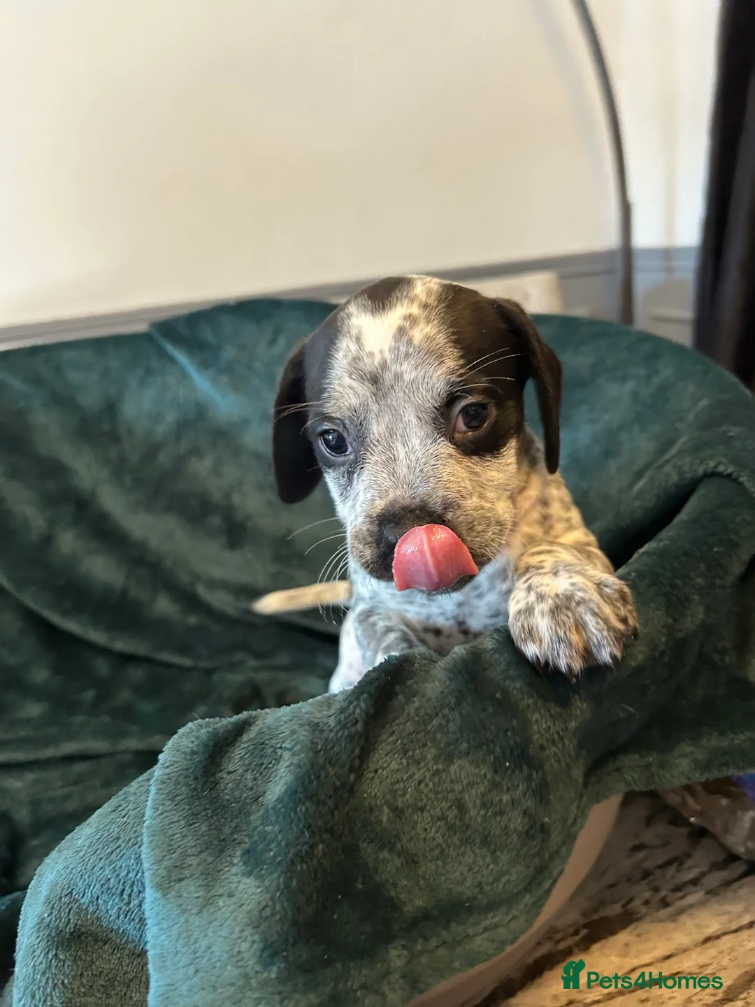 Mixed Breed dogs for sale:  Mixed breed cockerbull x  - Advert 9