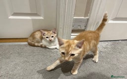 Mixed Breed cats for sale: Lovely playful kittens  - Image 6