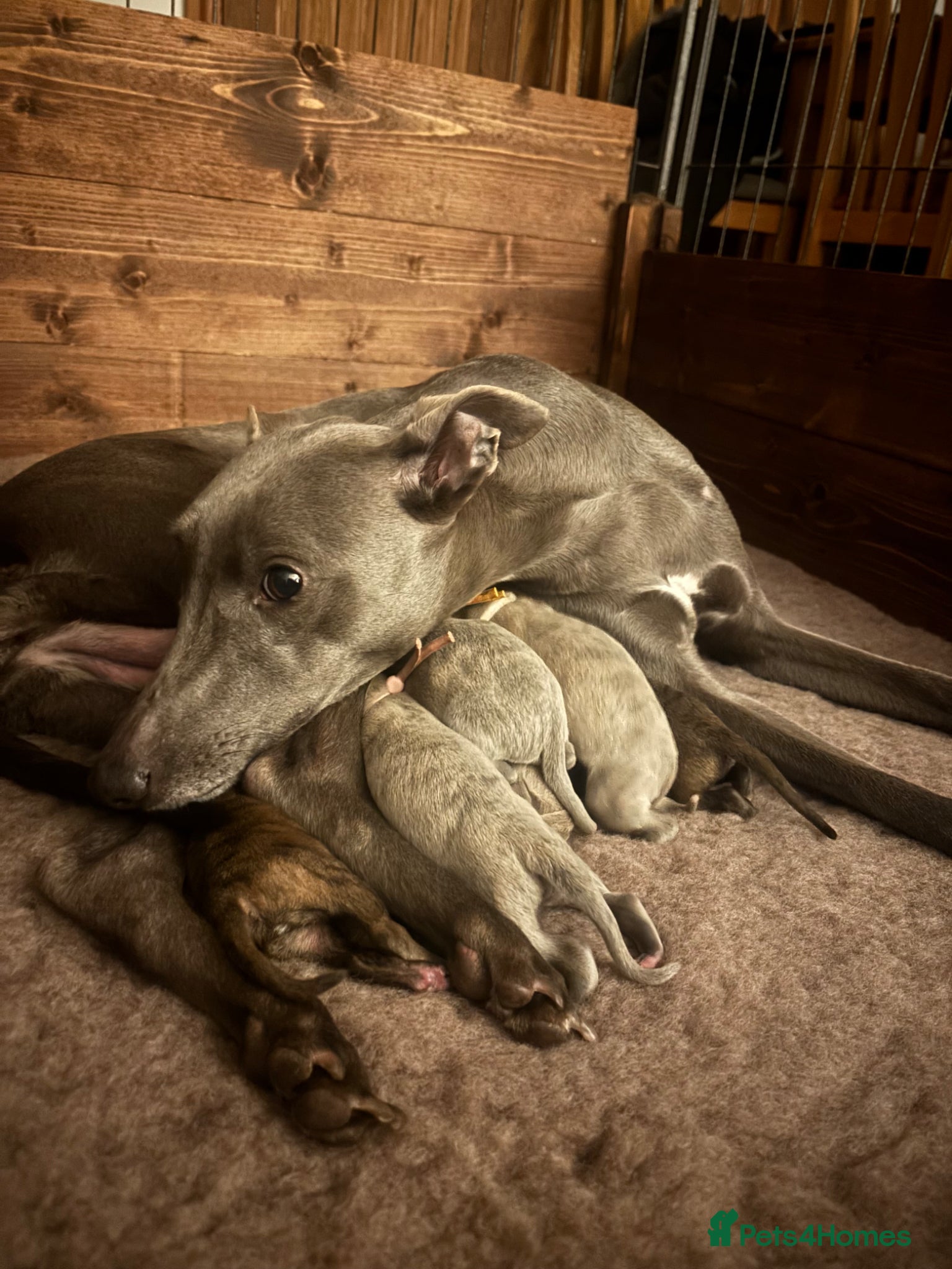 Whippet dogs Exceptionally bred KC whippets, only two left.  - Advert 2