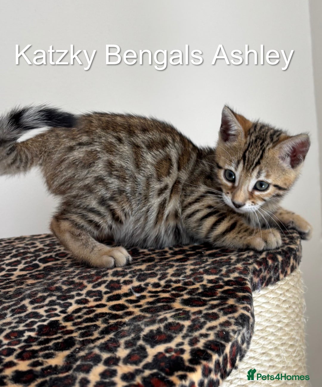 Bengal cats for sale: 😻Tica Best Bengal UK sired Kittens 🏆 🐾 🐱  - Image 12