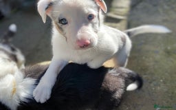 Border Collie dogs for sale: Beautiful Blue Merle collie  - Image 6