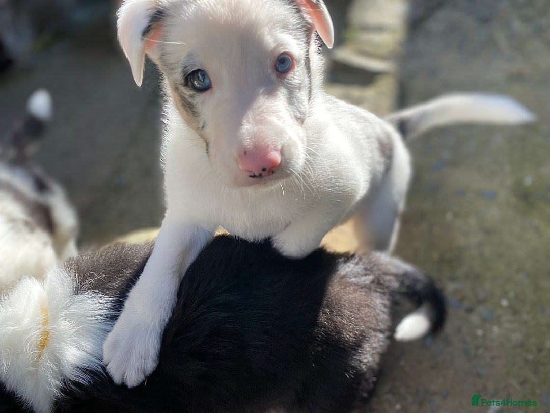 Border Collie dogs for sale: Beautiful Blue Merle collie  - Image 6