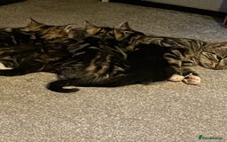 Mixed Breed cats for sale: Maine coon mixed breed  - Image 7
