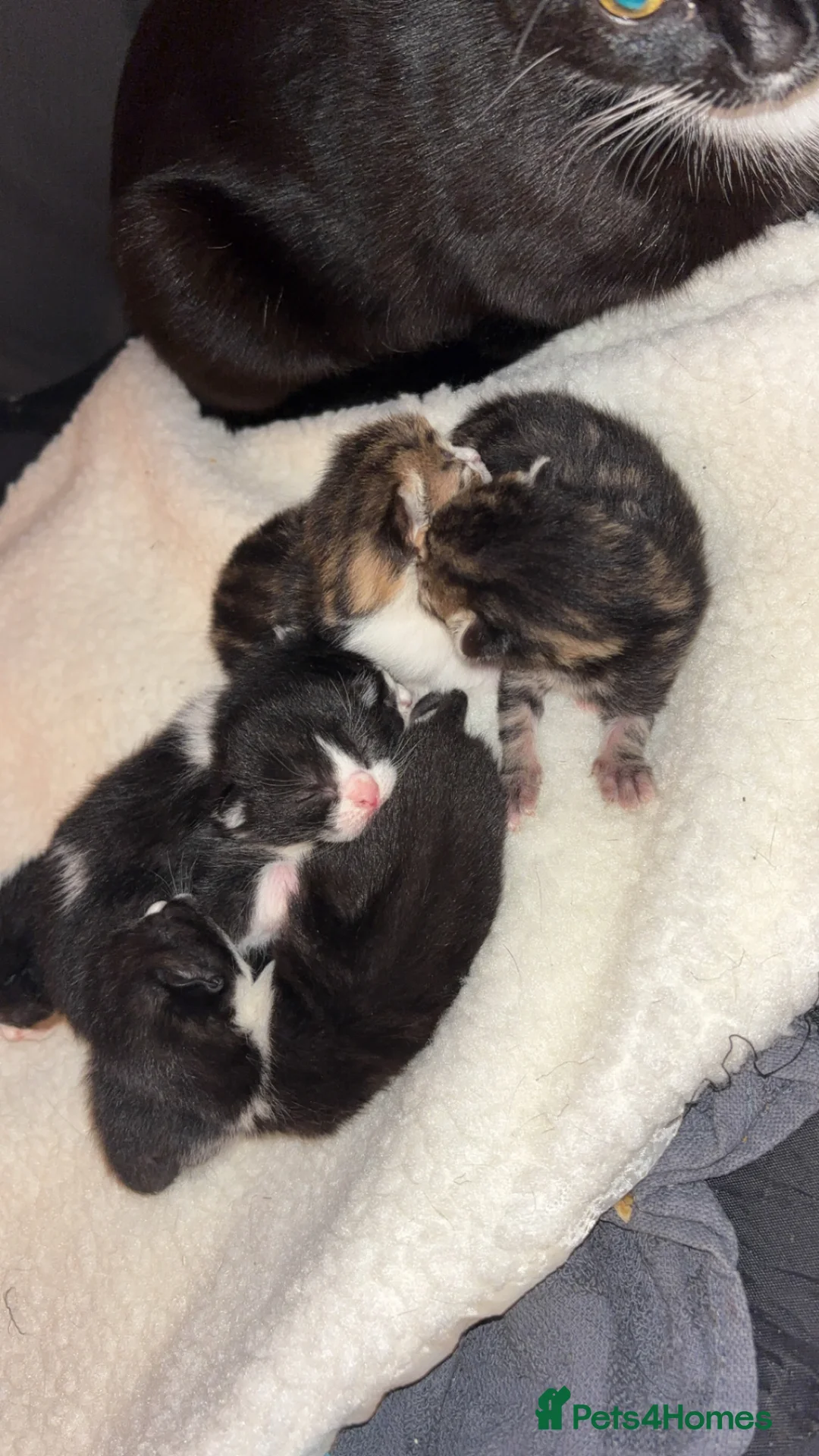 Mixed Breed cats for sale: Kittens  in Grantham - Advert 1