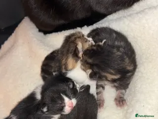 Mixed Breed cats Kittens - Advert 1