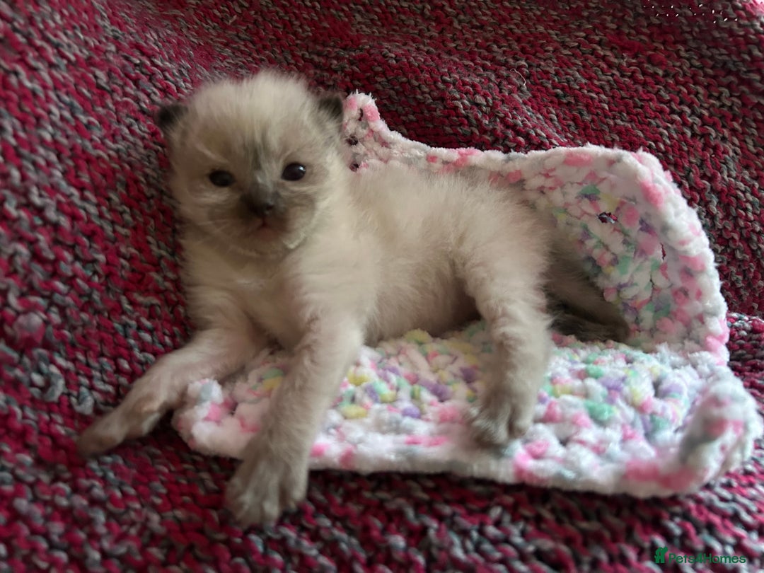 Ragdoll cats for sale: 💞 RAGDOLL Kittens Ready 13th August GrCh Blood - Image 24
