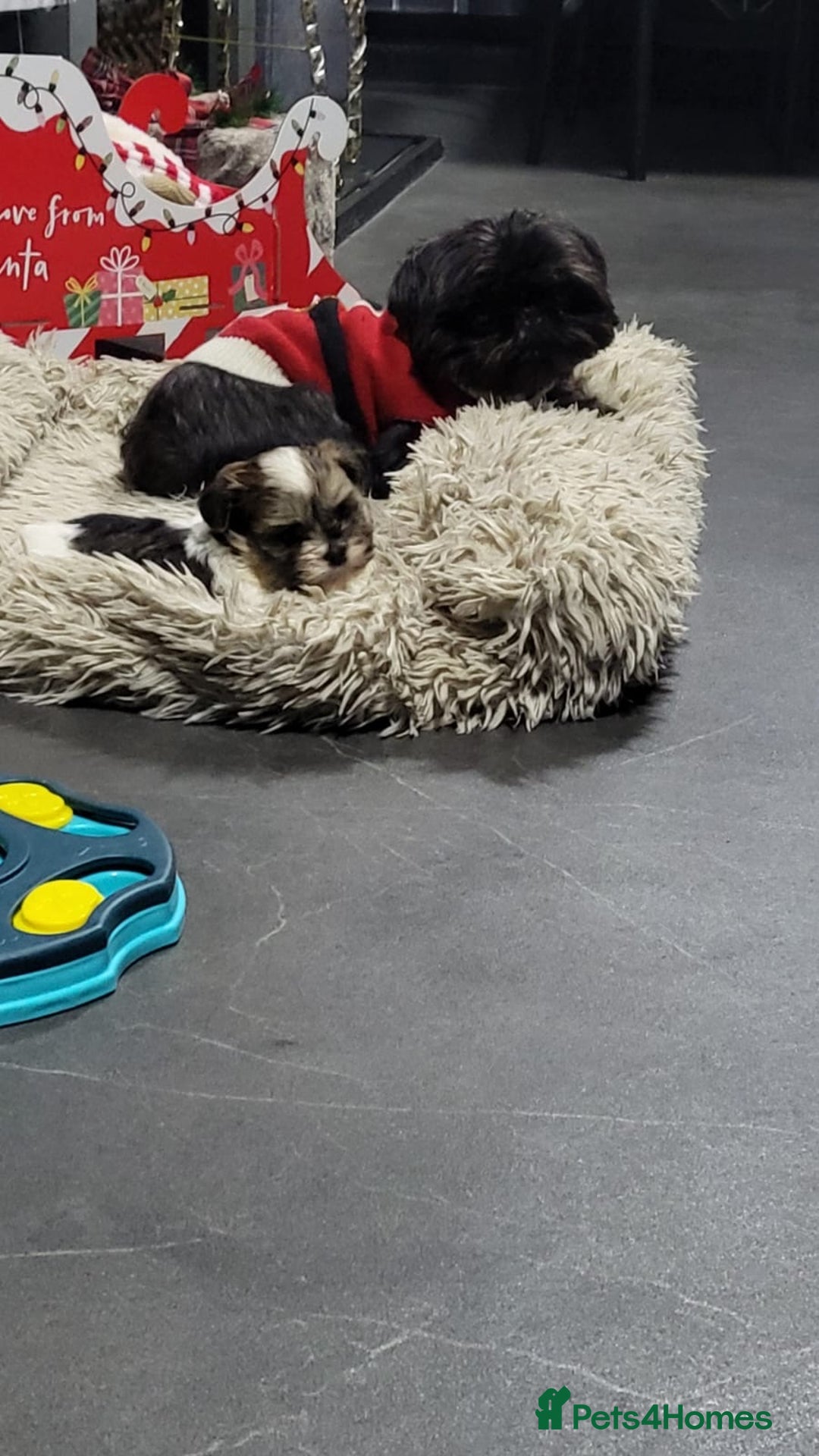 Shih Tzu dogs for sale: Beautiful  **  tiny Shihtzu male  - Advert 1